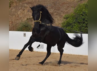 Menorquín, Semental, 15 años, 164 cm, Negro