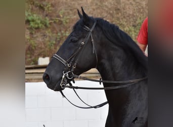 Menorquín, Semental, 15 años, 164 cm, Negro