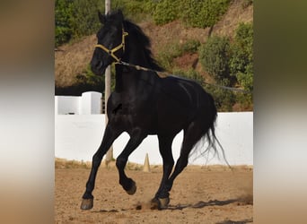 Menorquín, Semental, 15 años, 164 cm, Negro