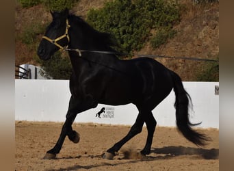 Menorquín, Semental, 15 años, 164 cm, Negro