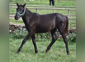 Menorquín, Semental, 1 año, 142 cm, Negro