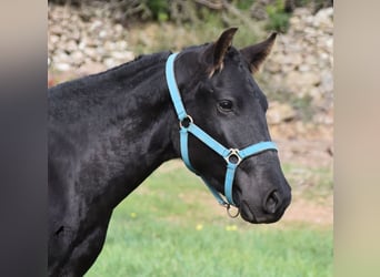 Menorquín, Semental, 1 año, 142 cm, Negro