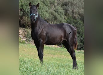 Menorquín, Semental, 1 año, 142 cm, Negro