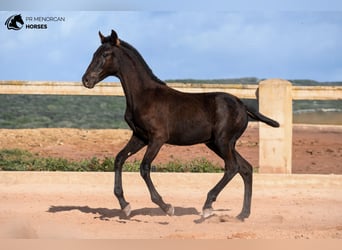 Menorquín, Semental, 1 año, 155 cm, Negro