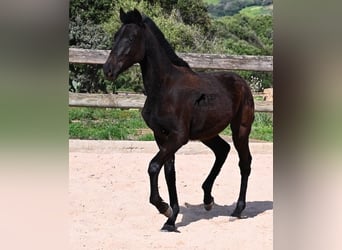 Menorquín, Semental, 1 año, 156 cm, Negro