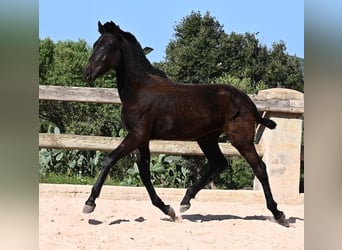 Menorquín, Semental, 1 año, 156 cm, Negro
