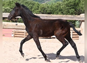 Menorquín, Semental, 1 año, 156 cm, Negro