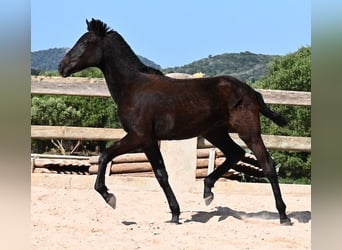 Menorquín, Semental, 1 año, 156 cm, Negro