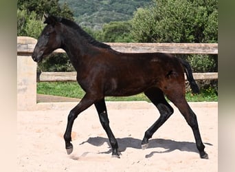 Menorquín, Semental, 1 año, 156 cm, Negro