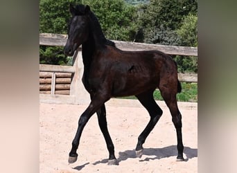 Menorquín, Semental, 1 año, 156 cm, Negro