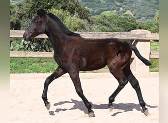 Menorquín, Semental, 1 año, 156 cm, Negro