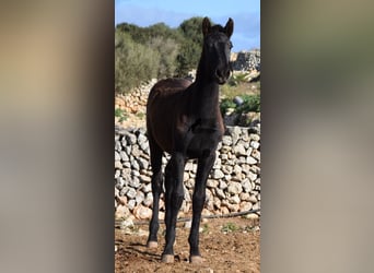 Menorquín, Semental, 1 año, 160 cm, Negro