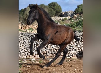 Menorquín, Semental, 1 año, 160 cm, Negro