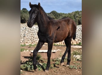 Menorquín, Semental, 1 año, 160 cm, Negro