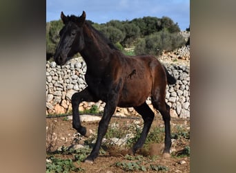 Menorquín, Semental, 1 año, 160 cm, Negro