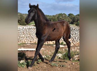 Menorquín, Semental, 1 año, 160 cm, Negro