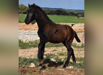 Menorquín, Semental, 1 año, 160 cm, Negro