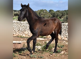 Menorquín, Semental, 1 año, 160 cm, Negro