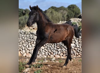 Menorquín, Semental, 1 año, 160 cm, Negro