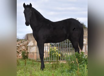 Menorquín, Semental, 1 año, 160 cm, Negro