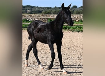 Menorquín, Semental, 1 año, 160 cm, Negro