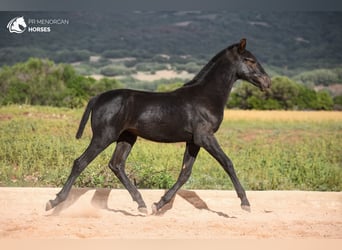 Menorquín, Semental, 1 año, 160 cm, Negro