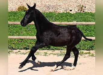 Menorquín, Semental, 1 año, 160 cm, Negro