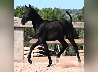 Menorquín, Semental, 1 año, 160 cm, Negro