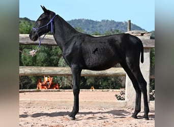 Menorquín, Semental, 1 año, 160 cm, Negro