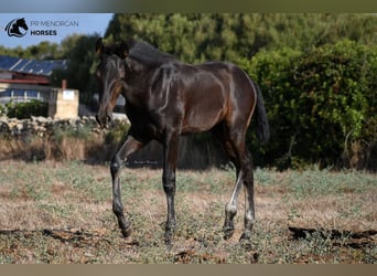Menorquín, Semental, 1 año, 161 cm, Negro