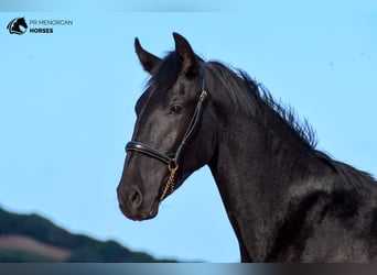 Menorquín, Semental, 1 año, 162 cm, Negro