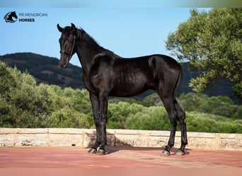 Menorquín, Semental, 1 año, 162 cm, Negro