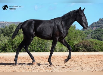 Menorquín, Semental, 1 año, 162 cm, Negro