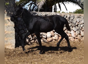 Menorquín, Semental, 1 año, 162 cm, Negro