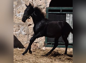 Menorquín, Semental, 1 año, 162 cm, Negro