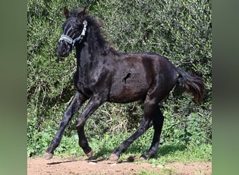 Menorquín, Semental, 1 año, 162 cm, Negro