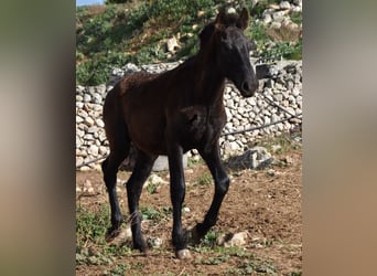 Menorquín, Semental, 1 año, 162 cm, Negro