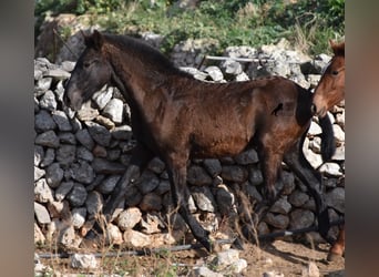 Menorquín, Semental, 1 año, 162 cm, Negro