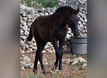 Menorquín, Semental, 1 año, 162 cm, Negro