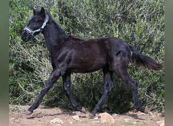 Menorquín, Semental, 1 año, 162 cm, Negro