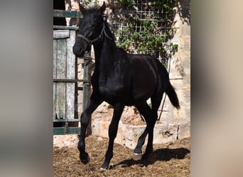 Menorquín, Semental, 1 año, 162 cm, Negro