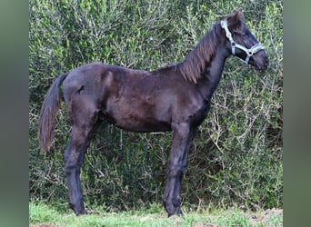 Menorquín, Semental, 1 año, 162 cm, Negro