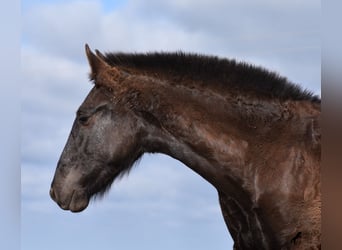 Menorquín, Semental, 1 año, 162 cm, Negro