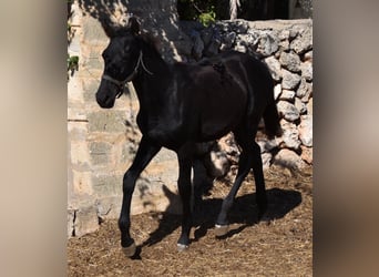 Menorquín, Semental, 1 año, 162 cm, Negro