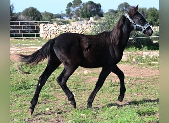 Menorquín, Semental, 1 año, 162 cm, Negro