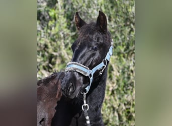 Menorquín, Semental, 1 año, 162 cm, Negro