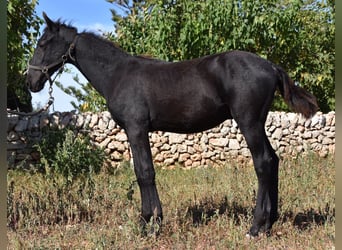 Menorquín, Semental, 1 año, 162 cm, Negro