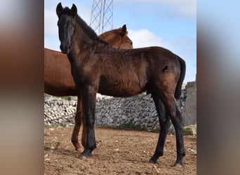 Menorquín, Semental, 1 año, 162 cm, Negro