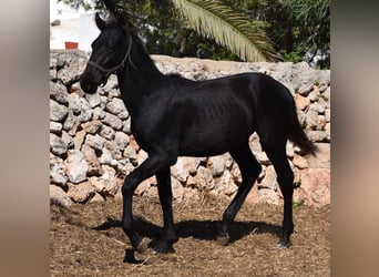 Menorquín, Semental, 1 año, 162 cm, Negro