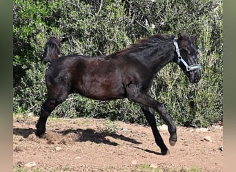 Menorquín, Semental, 1 año, 162 cm, Negro